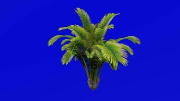 Tree Animation - sago palm - sotetsu - king sago - sago cycad - japanese sago palm - cycas revoluta - Green Screen Chroma key - A4 video