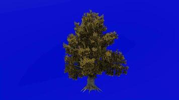 árvore animação - magnólia grandiflora, sulista magnólia, touro baía - verde tela croma chave - outono outono a3 video