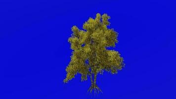 árvore animação - rio bétula, Preto bétula, água bétula - bétula Nigra - verde tela croma chave - outono outono a2 video