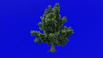 árvore animação - magnólia grandiflora, sulista magnólia, touro baía - verde tela croma chave - flor a2 video