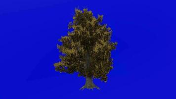 árvore animação - magnólia grandiflora, sulista magnólia, touro baía - verde tela croma chave - outono outono a1 video