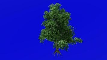 Tree animation - river birch, black birch, water birch - betula nigra - green screen chroma key - summer spring A1 video