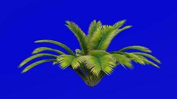 Tree Animation - sago palm - sotetsu - king sago - sago cycad - japanese sago palm - cycas revoluta - Green Screen Chroma key - A3 video