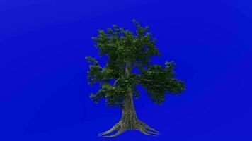 árvore animação - sassafrás, branco sassafrás, vermelho sassafrás, sedoso sassafrás, sassafrás albidum - verde tela croma chave - normal a3 video