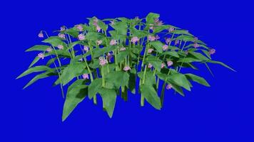 Flower - Comfrey - Symphytum - Looping Animation - Green Screen Chroma key - B1 video