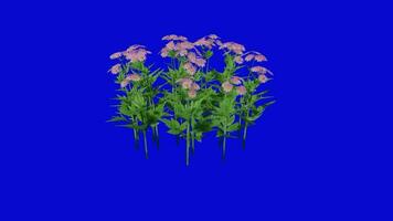 flor - Chrysanths zawatski - crisantemo zawadskii - bucle animación - verde pantalla croma llave - rosado si video