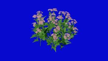 bloem - chrysanten Zawatski - chrysant zawadskii - looping animatie - groen scherm chroma sleutel - roze een video