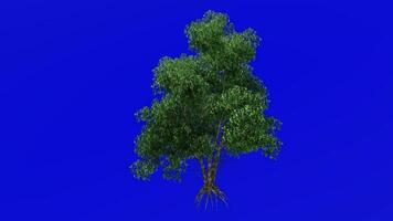 Tree animation - river birch, black birch, water birch - betula nigra - green screen chroma key - summer spring A4 video
