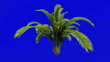 Tree Animation - sago palm - sotetsu - king sago - sago cycad - japanese sago palm - cycas revoluta - Green Screen Chroma key - A5 video