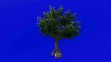 Tree animation - sassafras, white sassafras, red sassafras, silky sassafras, sassafras albidum - green screen chroma key - summer spring A1 video