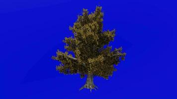 árvore animação - magnólia grandiflora, sulista magnólia, touro baía - verde tela croma chave - outono outono a2 video