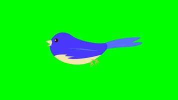 Cartoon birds - simple birds flying - flat color - Blue video