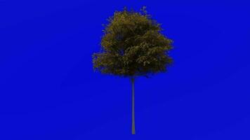 Tree animation - shumard oak, spotted oak, schneck oak, shumard red oak, swamp red oak - quercus shumardii - green screen chroma key - autumn fall small video