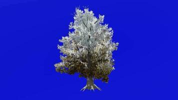 árvore animação - magnólia grandiflora, sulista magnólia, touro baía - verde tela croma chave - inverno neve a2 video