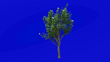 Tree flower animation - magnolia tree - green screen chroma key - Medium A4 video