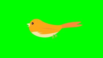 Cartoon birds - simple birds flying - flat color - yellow video