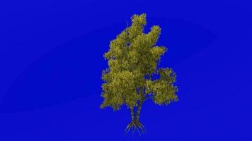 árvore animação - rio bétula, Preto bétula, água bétula - bétula Nigra - verde tela croma chave - outono outono a4 video