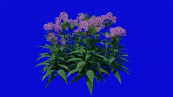 Flower - Joe Pye Weed - Eutrochium - Looping Animation - Green Screen Chroma key - Purple A video