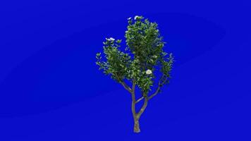 Tree flower animation - magnolia tree - green screen chroma key - Medium A2 video