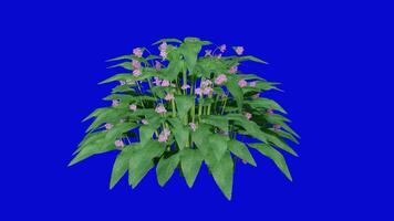 fleur - consoude - symphytum - boucle animation - vert écran chrominance clé - a2 video