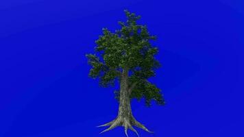 árvore animação - sassafrás, branco sassafrás, vermelho sassafrás, sedoso sassafrás, sassafrás albidum - verde tela croma chave - normal a1 video
