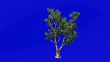 Tree fruit animation - sydney red gum, rusty gum, smooth barked apple - angophora costata - green screen chroma key - A5 video