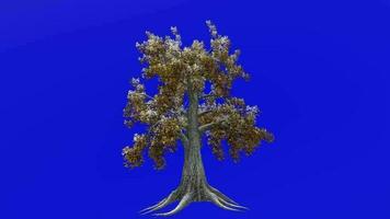 arbre animation - sassafras, blanc sassafras, rouge sassafras, soyeux sassafras, sassafras albidum - vert écran chrominance clé - hiver neige a1 video
