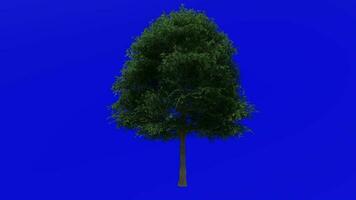 Tree animation - shumard oak, spotted oak, schneck oak, shumard red oak, swamp red oak - quercus shumardii - green screen chroma key - summer spring large video