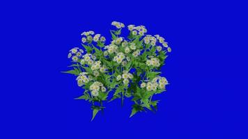 fleur - chrysanthèmes zawatski - chrysanthème zawadskii - boucle animation - vert écran chrominance clé - blanc une video