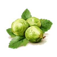 Brussels Sprouts watercolor illustration, Vegetable isolated on transparent background, AI Generative png