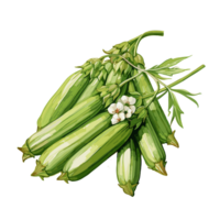 Okra watercolor illustration, Vegetable isolated on transparent background, AI Generative png