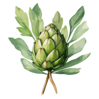 Artichoke watercolor illustration, Vegetable isolated on transparent background, AI Generative png