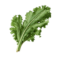 Kale watercolor illustration, Vegetable isolated on transparent background, AI Generative png