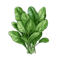 Spinach watercolor illustration, Vegetable isolated on transparent background, AI Generative png