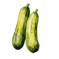 zucchini vattenfärg illustration, vegetabiliska isolerat på transparent bakgrund, ai generativ png