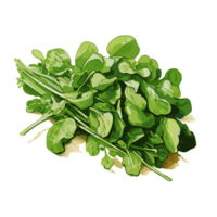 Watercress watercolor illustration, Vegetable isolated on transparent background, AI Generative png