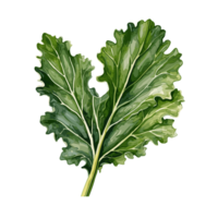 Kale watercolor illustration, Vegetable isolated on transparent background, AI Generative png