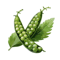 Peas watercolor illustration, Vegetable isolated on transparent background, AI Generative png