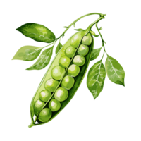 Peas watercolor illustration, Vegetable isolated on transparent background, AI Generative png