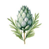 Artichoke watercolor illustration, Vegetable isolated on transparent background, AI Generative png