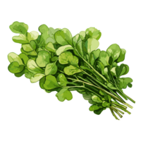 Watercress watercolor illustration, Vegetable isolated on transparent background, AI Generative png