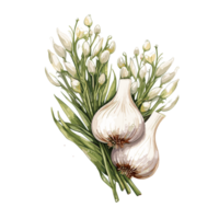 Garlic watercolor illustration, Vegetable isolated on transparent background, AI Generative png