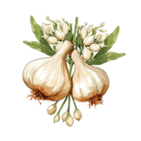 Garlic watercolor illustration, Vegetable isolated on transparent background, AI Generative png