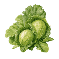 Grüner Salat Aquarell Illustration, Gemüse isoliert auf transparent Hintergrund, ai generativ png
