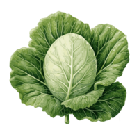 Cabbage watercolor illustration, Vegetable isolated on transparent background, AI Generative png