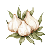 Garlic watercolor illustration, Vegetable isolated on transparent background, AI Generative png