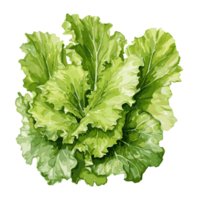 Lettuce watercolor illustration, Vegetable isolated on transparent background, AI Generative png