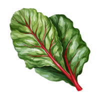 Swiss Chard watercolor illustration, Vegetable isolated on transparent background, AI Generative png