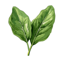 espinafre aguarela ilustração, vegetal isolado em transparente fundo, ai generativo png