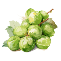 Brussels Sprouts watercolor illustration, Vegetable isolated on transparent background, AI Generative png